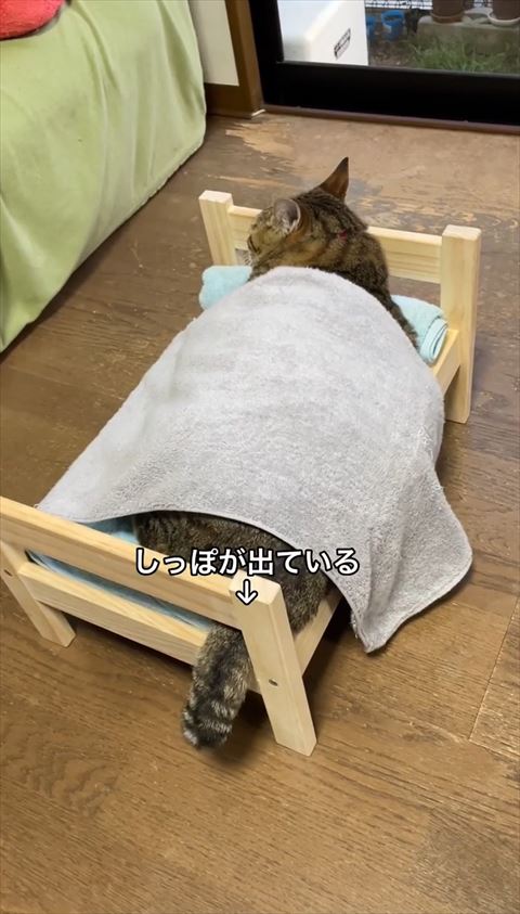 しっぽが出てる