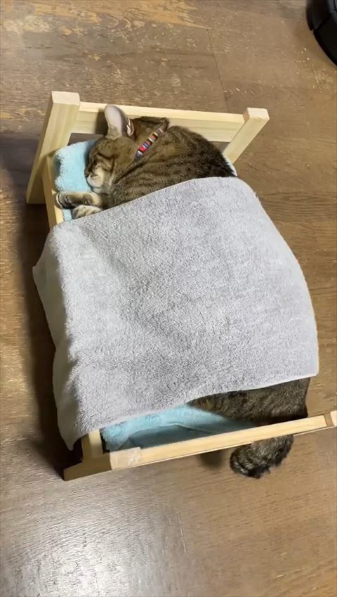 タオルかけて寝てる