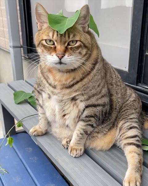 葉っぱ乗せてる