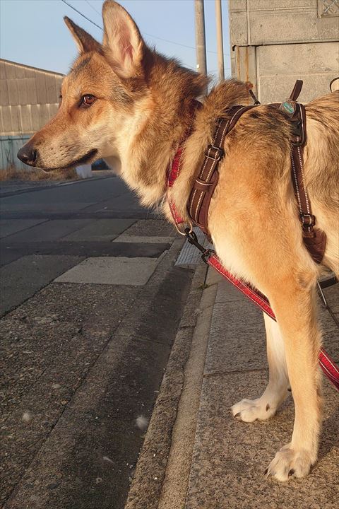 道路見てる横顔