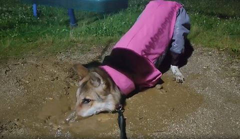 泥水に鼻いれる