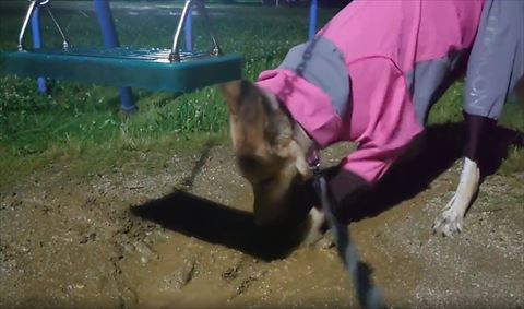 水たまりの横ホリホリ