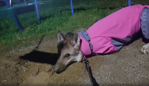 水たまりの外で伏せして休憩