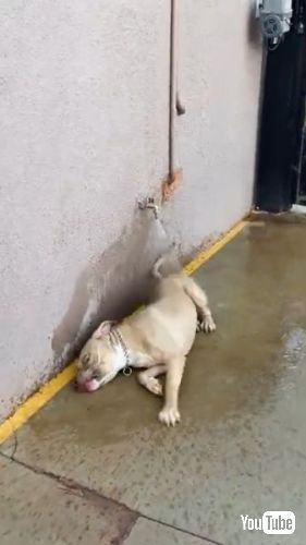 寝転ぶピットブル