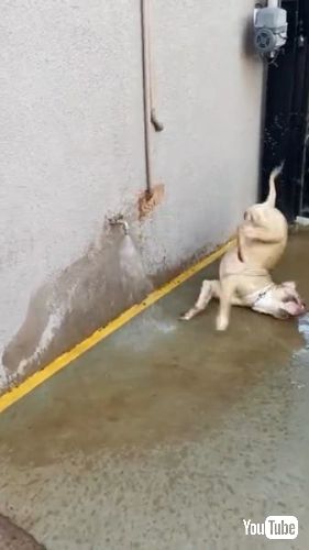 ひっくり返ったピットブル