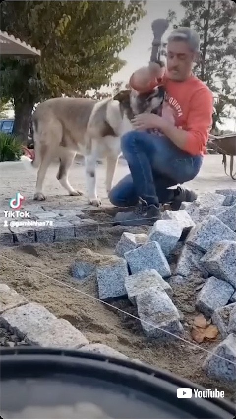 腕に頭を擦り付ける犬
