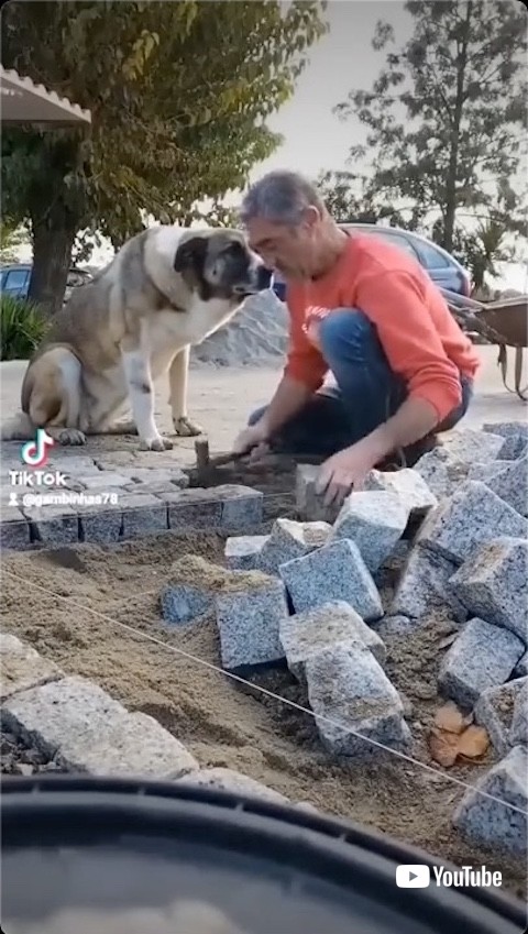 見つめるワンコ