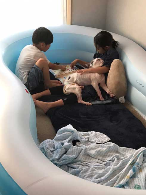 愛犬 飼い主 老犬 徘徊 家族 みんな 看取る 旅立ち 寿命 子ども 寝かしつけ