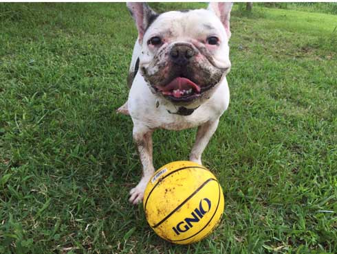 天国に旅立った犬