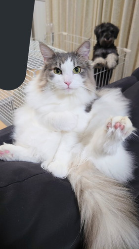 おうどんくん