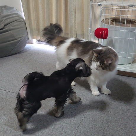 おうどんくんとてんぷらちゃん