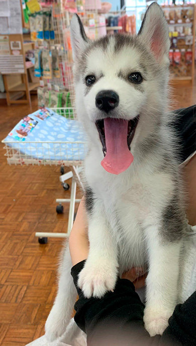 シベリアンハスキーの子犬