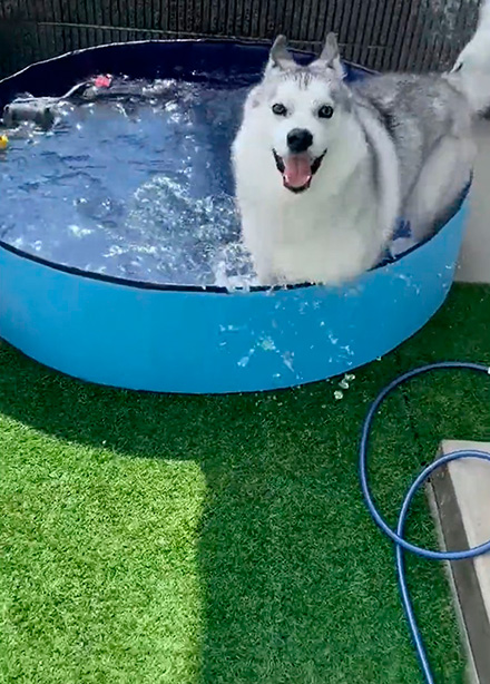 笑顔のシベリアンハスキー