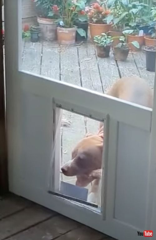 木の棒をおうちに入れたいワンコ