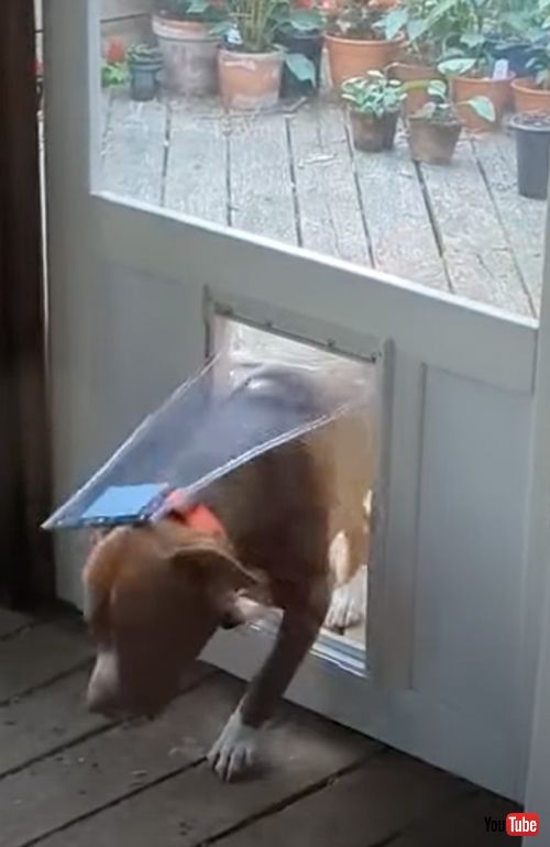 木の棒をおうちに入れたいワンコ