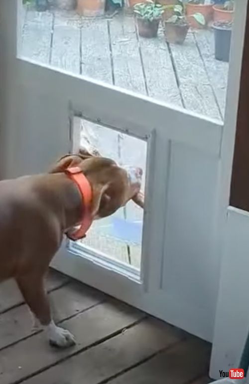木の棒をおうちに入れたいワンコ