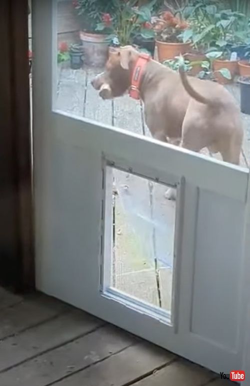 木の棒をおうちに入れたいワンコ