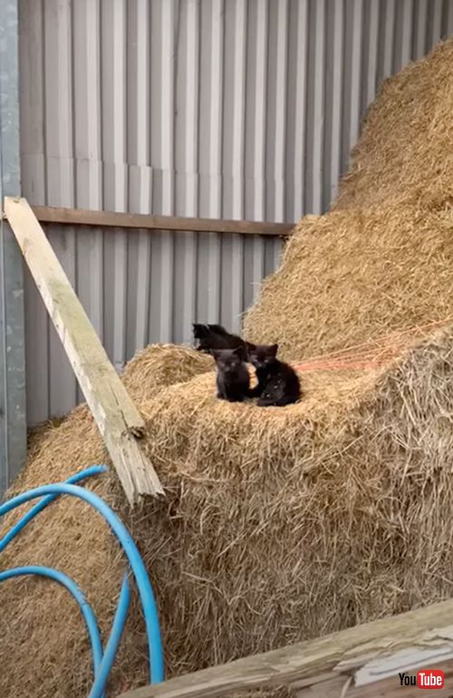 納屋に住み着いた黒猫大家族