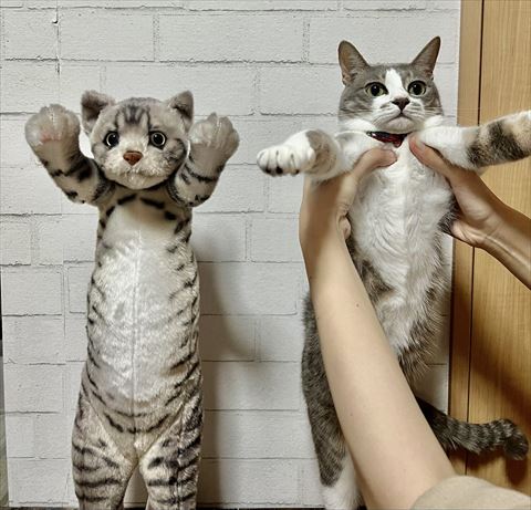 トラのぬいぐるみと並ぶ猫
