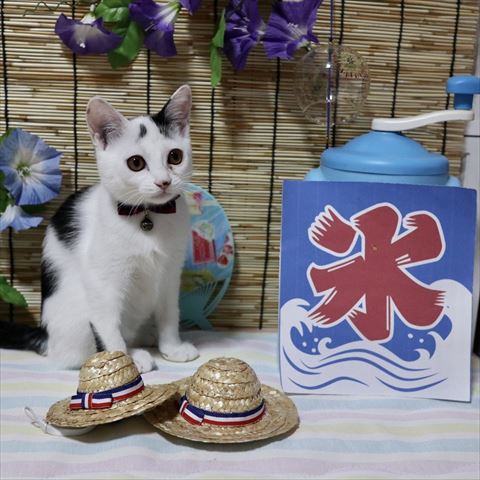 かき氷