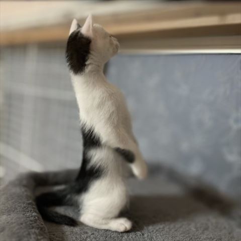 立ってる子猫
