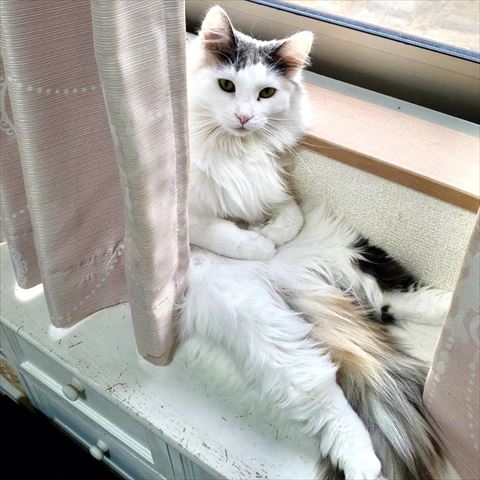 窓際でおじさん座り