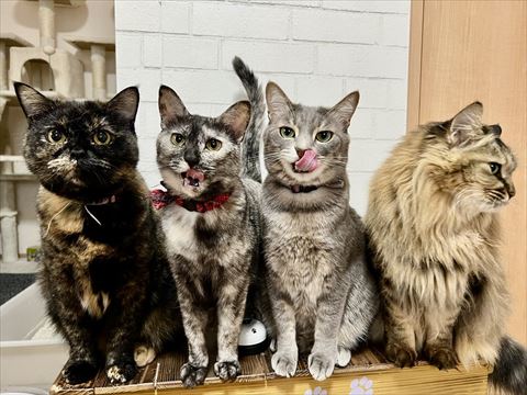 4匹の猫