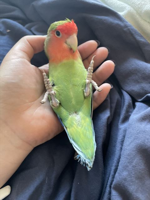 緑とオレンジの鳥さん