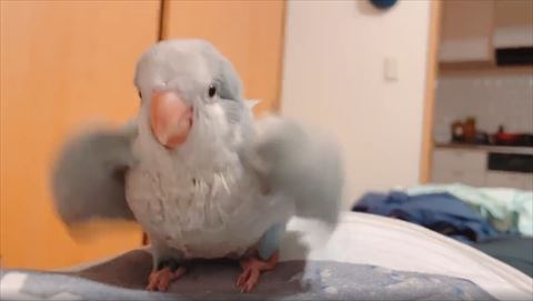 正面向いてわきわき