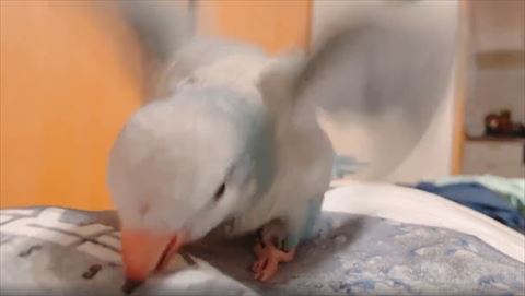 はむはむしながらわきわき