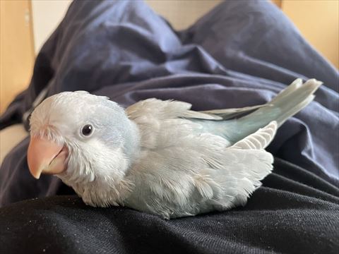 お腹の上でリラックス