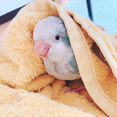 タオルかぶさってる凪ちゃん