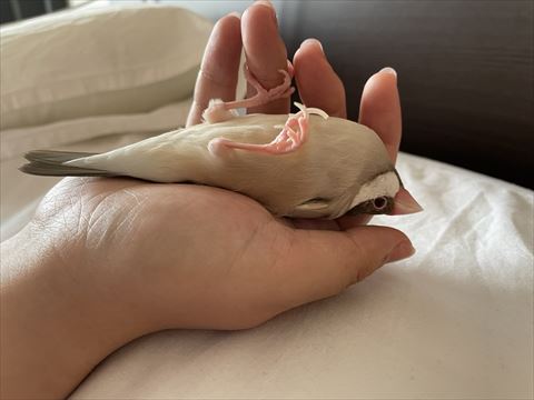 ひっくり返ってる