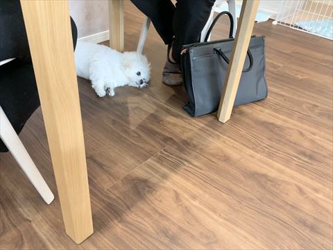 靴下見てるペキニーズとビションフリーゼのミックス犬