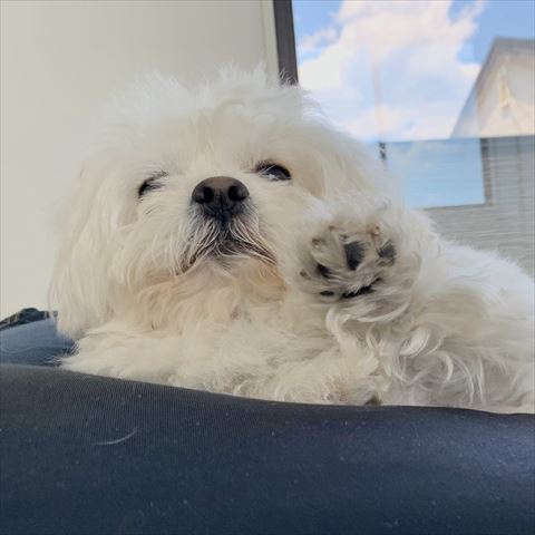 右前足あげてるペキニーズとビションフリーゼのミックス犬