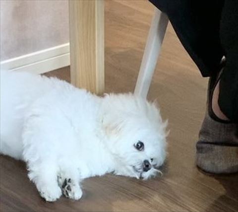 ペキニーズとビションフリーゼのミックス犬のトリミング