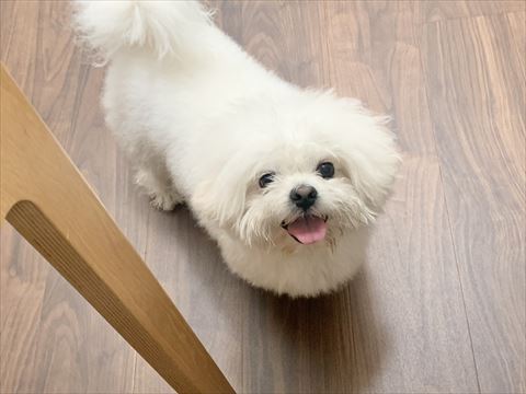 笑顔でカメラ目線のペキニーズとビションフリーゼのミックス犬