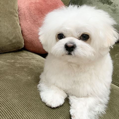 むすっとしてるペキニーズとビションフリーゼのミックス犬