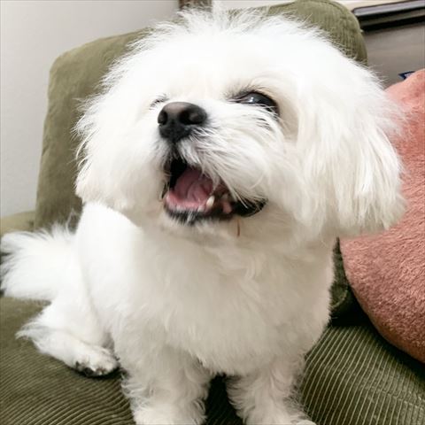 笑顔でアップのペキニーズとビションフリーゼのミックス犬