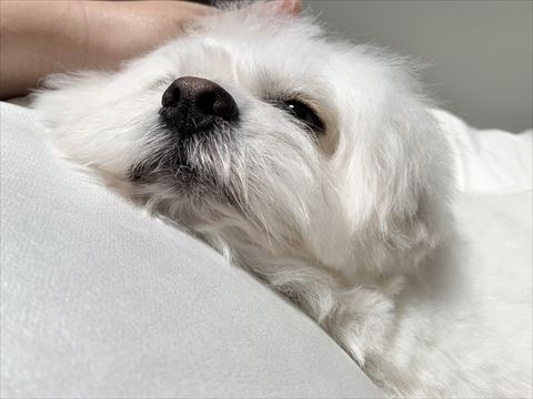 なでられているペキニーズとビションフリーゼのミックス犬