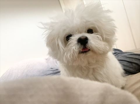 寝起きのペキニーズとビションフリーゼのミックス犬