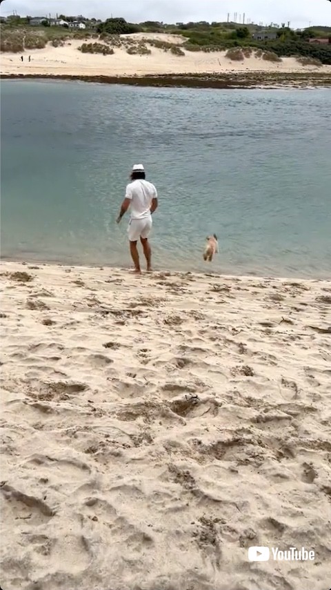 海に向かってジャンプする犬