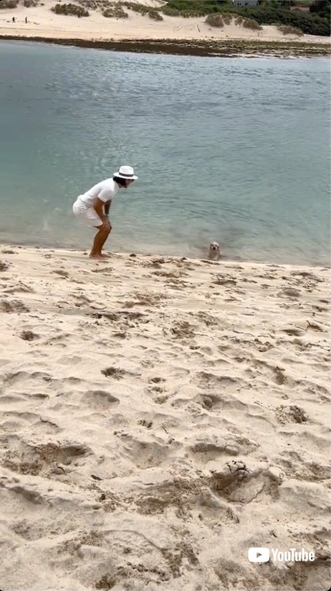 海の中にダイブする犬