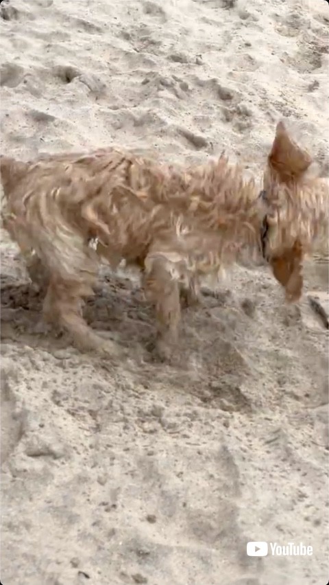 体を震わせて水滴をはじく犬