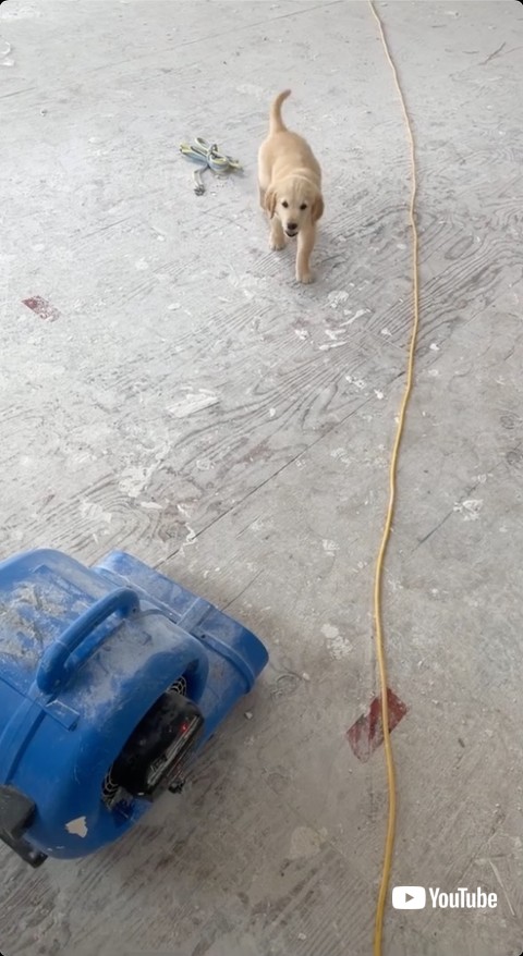 飼い主の後ろを付いてくる子犬