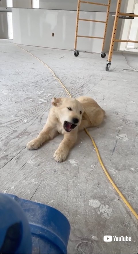 風を食べようとする子犬