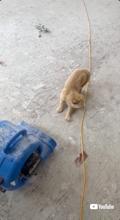 伏せてしまう子犬