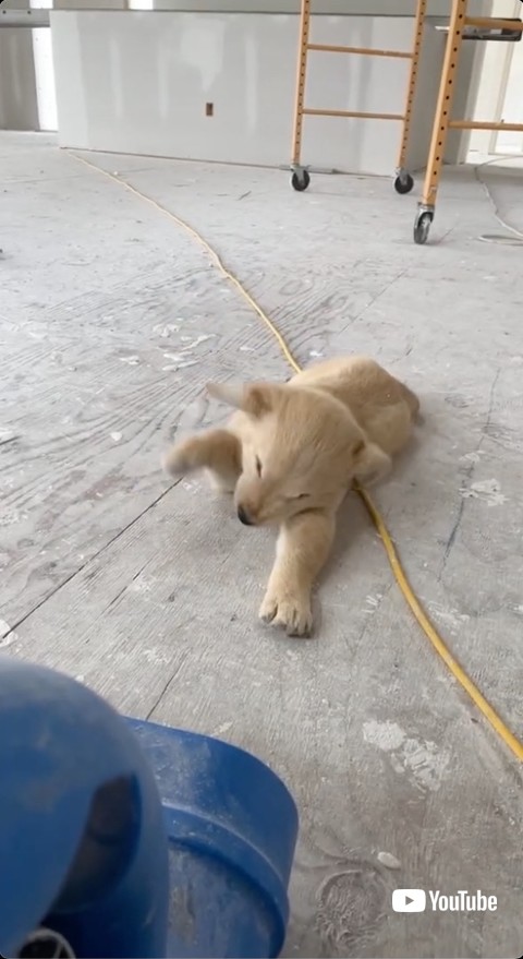 風を押さえつけようとする子犬