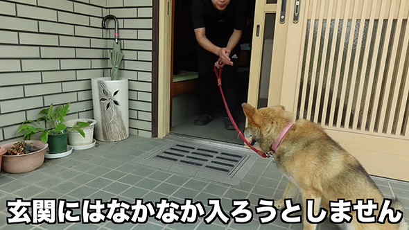 玄関に入ろうとしない犬
