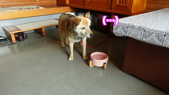 無言なコロちゃん